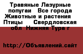 Травяные Лазурные попугаи - Все города Животные и растения » Птицы   . Свердловская обл.,Нижняя Тура г.